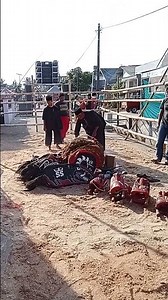 🔴jaran kepang JADTI DIRI ROGO JOYO || live curung Semanding Kepanjen