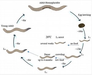 Caenorhabditis elegans