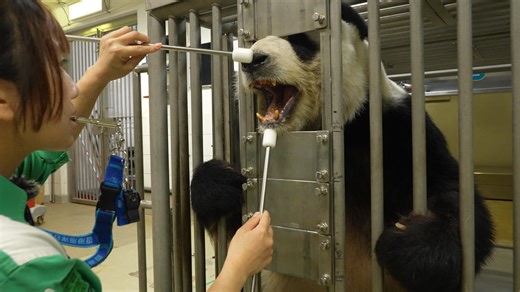 1.3M views · 1.8K reactions | With a gentle wave of the keeper’s "magic wand", the panda willingly opens its mouth for a dental checkup. Click to watch how it's done. (Le Le) #FBLive #CCRCGP #PandaFun #FriendshipMessenger #DiscoverHongKong #BestJobInTheWorld #NiceHoliday For more panda information, please check out: https://en.ipanda.com | iPanda | Facebook