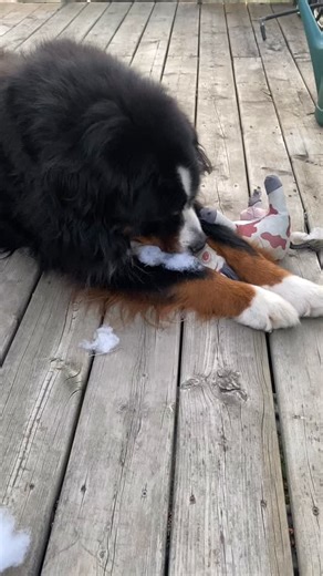 10K views · 1.1K reactions | Uh oh! Bunsen is the one wrecking something while Bernoulli naps! | Bunsen Berner | Facebook