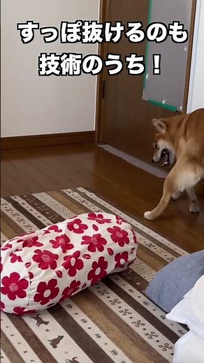 すっぽ抜けるのも技術のうち #柴犬 #shibainu #癒し
