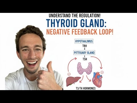 Endocrine System - Negative Feedback Loops EXPLAINED! (Thyroid Hormone)