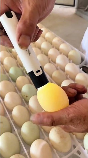 How ducklings are born: the real incubation process in 28 days