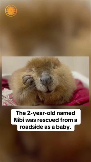 A judge in Boston is set to decide the future of a 2-year-old beaver named Nibi. Nibi was rescued from a roadside as a baby and raised in a wildlife rescue — but a state agency says it’s time for the young beaver to be released into the wild. | CBS Mornings
