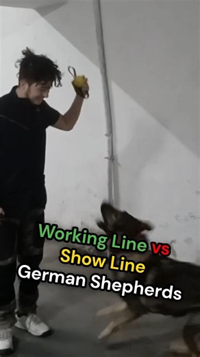 Working Line vs Show Line German Shepherds 🐕‍🦺 #germanshepherd #workingdog #showdog #gsds #dogcoach