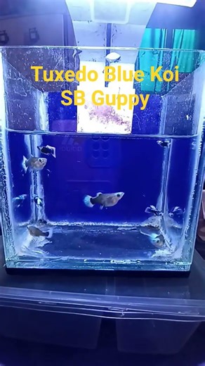 Tuxedo Blue Koi SB Guppy#fish#fs