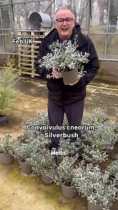 Convolvulus cneorum, Silverbush #plants #gardening #garden #plantsplantsplants #gardens #plant #seasideplants #patioplants | Dave The Plantman