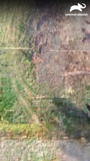 🏡🌬️ Pete se encuentra frente a una casa del árbol única que desafía los elementos. ¡Descubre cómo enfrenta los daños después de la tormenta y restaura este refugio increíble! #MansionesEnLosÁrboles Disfruta el contenido de Discovery en MAX. Suscríbete ahora: https://bit.ly/MAX-AnimalPlanetLa | Animal Planet Latinoamérica