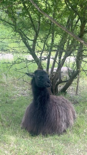 Valby park, Copenhagen #fypシ #travel #ilovedenmark #copenhagen #valby #travelvlog #europetravel