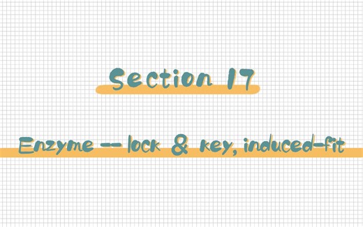 Section 17 Enzyme -- lock & key, induced-fit 锁钥模型&诱导契合模型