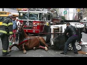 Horse Carriage Accidents (Compilation)