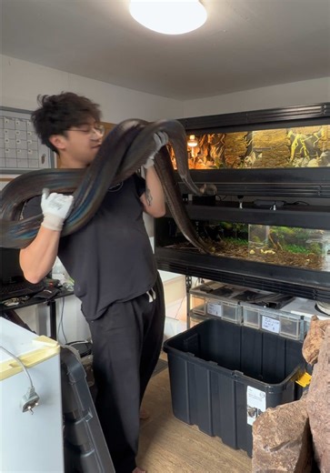 Meet Loki: The Reticulated Python