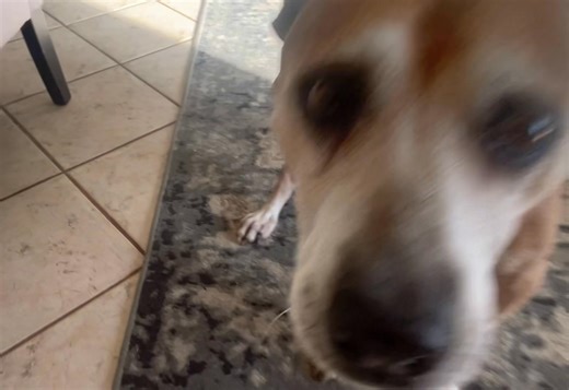 It’s My Gotcha Day! 11 years ago momma brought me to my first and only home. Thanks for following along with me, my friends. | Wondrous World of Wickham