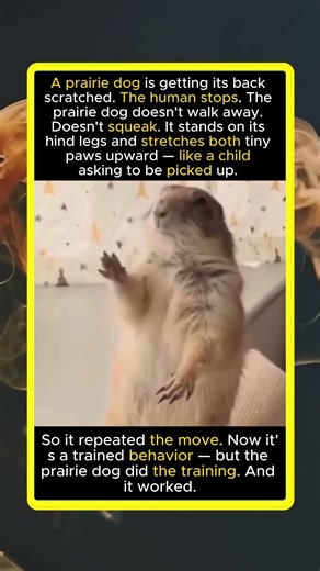 Prairie Dog Stretches Both Paws Upward — Because the Human Stopped Scratching