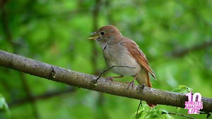 A nightingale sang loudly from a forest branch