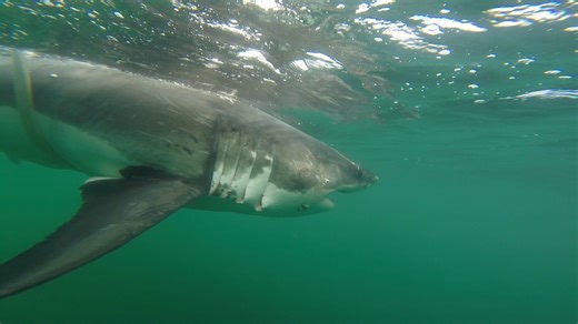 Massive great white shark pings off Naples, Marco Island, Everglades