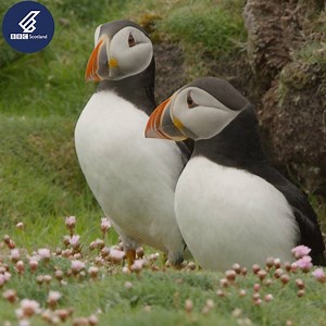This puffin love triangle is getting pretty heated. | BBC Scotland