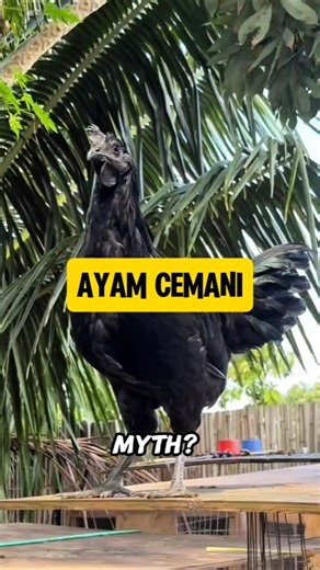 All Black Chicken From Java #nature #animals