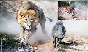 Spectacular escapes - Warthog uses speed and power to escape from predators - Animal World | Animals World