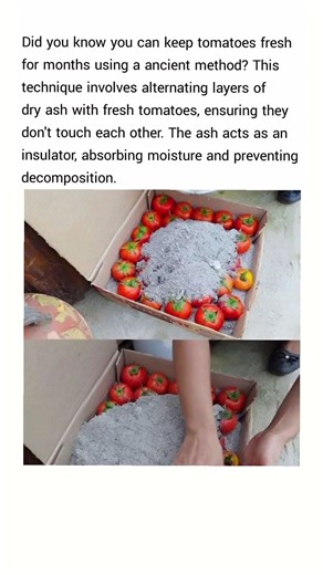 Did you know you can keep tomatoes fresh for months using a natural and ancient method.