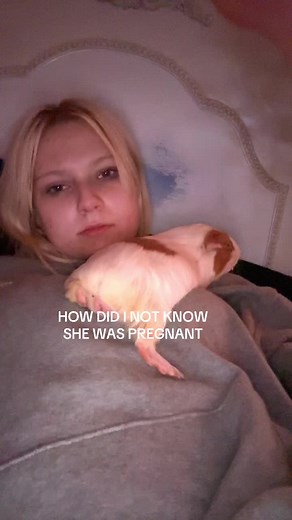 Understanding Guinea Pig Pregnancy Signs and Care