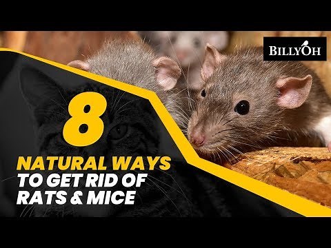8 Natural Ways to Get Rid of Rats & Mice Without Harming Them - Humane Home Remedies For Pests
