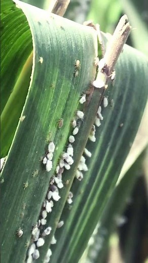 🌱 “Sugarcane Under Attack! Woolly Aphid Damage Up Close!”