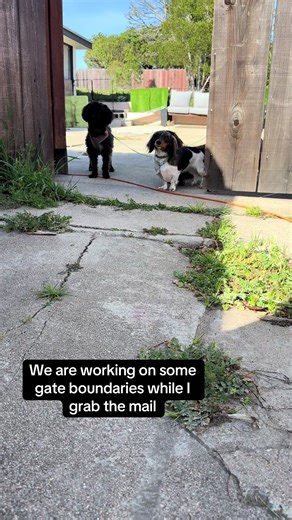 Gate Boundaries in Dog Training: Essential Tips