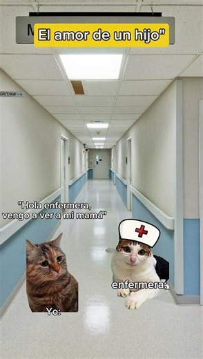 Nunca juegues a una persona sin saber la tormenta que enfrenta 🥺 #memecats #gatoslindos