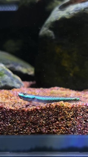 ปลาบู่นีออน Stiphodon semoni (Neon Goby) เป็นอีกหนึ่งปลาบู่แคระที่มีความสวยงามเป็นอย่างมาก ราคาถูก และหาเลี้ยงได้ง่าย เหมาะสำหรับผู้เริ่มต้นเลี้ยงใหม่ๆเลยครับ ผมได้มาจากร้านรุ้งทอง #ปลาบู่นีออน #ปลาบู่โคบอลบลู #neongoby #cobaltbluegoby #semoni