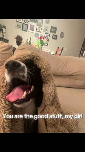 #dogsoftiktok #angels #fyp | dogs