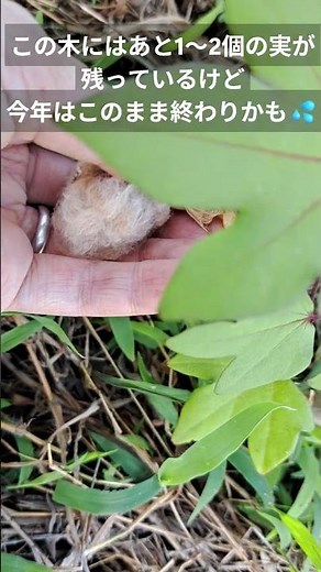 【自然農/綿栽培2025】 小さい和綿茶の木の実が開いた 20250809 開花は7月の初め 暑かったせいか、開花から開絮までの期間が短い そして今年も不作かな(汗) #cotton