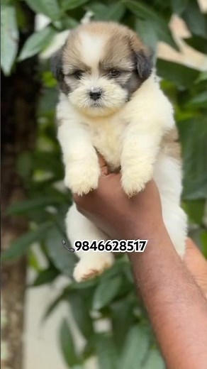 Lhasa apso puppies available in Kerala #shorts