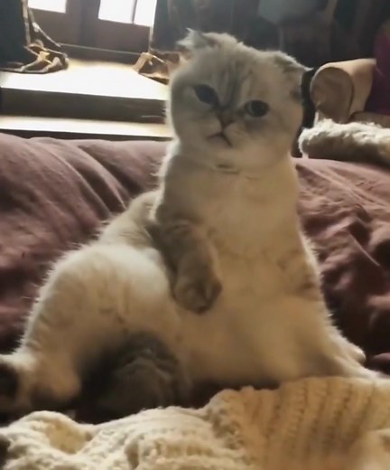 Meredith, Olivia, and Benjamin - Meet Taylor Swift's Beloved Pets!