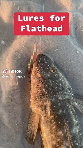 Flathead Lures: My Go-To Soft Plastics for Big Catches