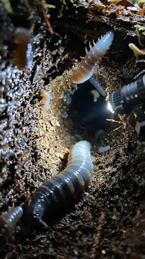 Scientific POV: Inside the Underground Life of a Velvet Worm — Onychophora! 🐜