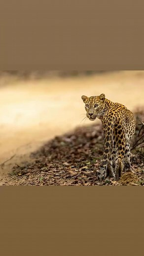 Isn’t she beautiful? From the forests of Wilpattu She appears from nowhere at the end of the road … Just stunning #srilanka #wilpattunationalpark #leopard #leopardsofinstagram #leopardcat #cats #bigcats #wildlife #srilankawildlife | Silvia Ribeiro