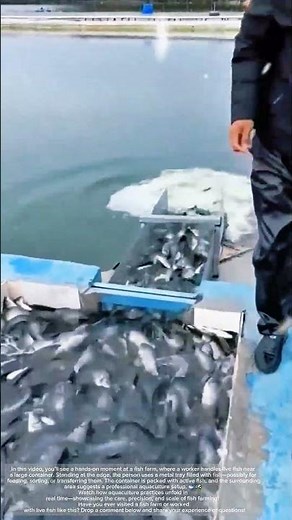 Live Fish Handling at Aquaculture Farm – Real-Time Footage! #Aquaculture #LiveFish #FarmLife