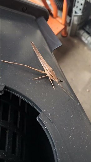 A male broad tipped conehead katydid! Neoconocephalus triops! #biology #bugs #verycool see below!