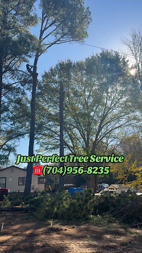 🌲🪵Pine Tree Removal in Kannapolis, NC #fyp #treeservice #ktown #kannapolisnc #cannonballers #treeremoval #rowancountync #ktown | Just Perfect Tree Service