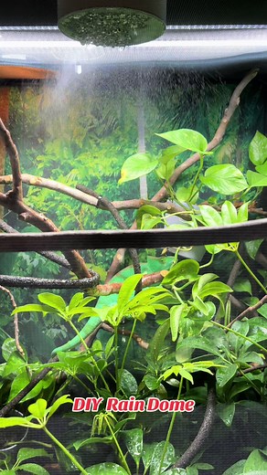 This is how we hydrate all our chameleons. No blasting with a high pressure nozzle. Just a nice light mist and rain drops. #readysrainforest #reptile #fyp #exoticpets #madagascar #exoticpets #chameleon #lizardsoftiktok #rainforest #calummaparsonii #rain @arcadiareptile