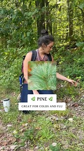 3.1K views · 68 reactions | Pine(genus Pinus of the family Pinaceae)...