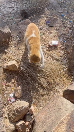 🙀 Watch this cat ninja technique #shorts