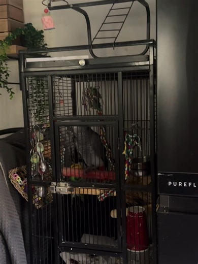 Dancing away because am home 🤣 | Kelo the African Grey