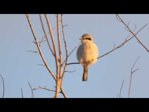 Northern Shrike Singing and Preening