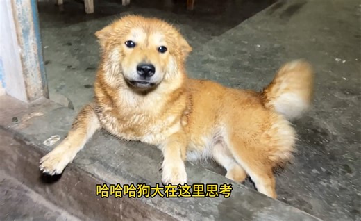 狗子：刚跑那只老鼠，估计有5斤以上