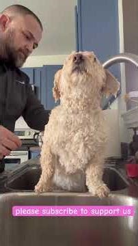 Giving bath to my precious Daisy. #dogs #dog #cute #youtubeshorts