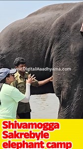 122K views · 4K reactions | ಗಜಪಡೆಯ ಅಡುಗೆ ಮನೆ .! 4 KGಯ ಪ್ರೊಟೀನ್ ಮುದ್ದೆ...