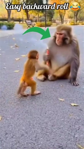 Easy way to teach your monkey how to roll backwards 😂😂😂 #flip #funnyreels #monkey #fypシ | Gymnast Sini
