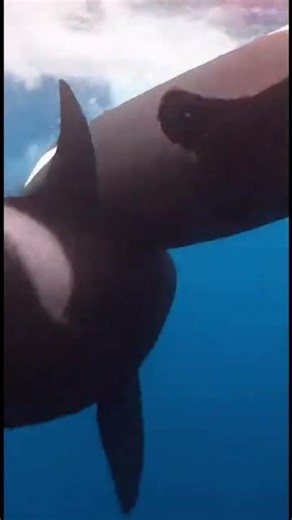 Orca vs Great White Shark: The Ocean's Deadliest Predator #shark #ocean #wildlife